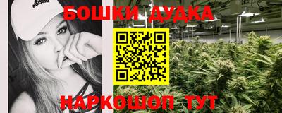 крисы Шебекино